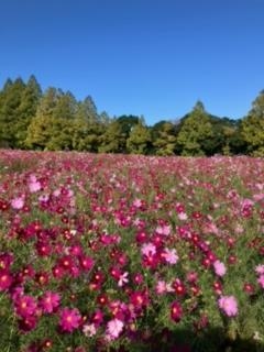 鹿児島県鹿児島市山之口町11番14号 オーリック天文館ビルのセクキャバSexy Club WITH YOUの写メ日記　出勤予定画像