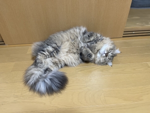  鹿児島県鹿児島市山之口町１１−１４ オーリックビル 2階のセクキャバSexy Club WITH YOUの写メ日記　画像