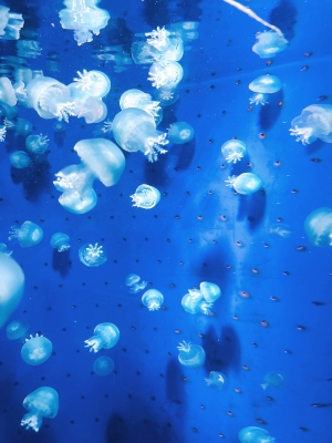  鹿児島県鹿児島市山之口町１１−１４ オーリックビル 2階のセクキャバSexy Club WITH YOUの写メ日記　出勤予定画像