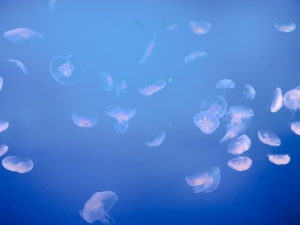  鹿児島県鹿児島市山之口町１１−１４ オーリックビル 2階のセクキャバSexy Club WITH YOUの写メ日記　🪼画像